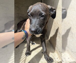 American Pit Bull Terrier-Unknown Mix Dogs for adoption in Oklahoma City, OK, USA