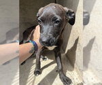 Small American Pit Bull Terrier Mix