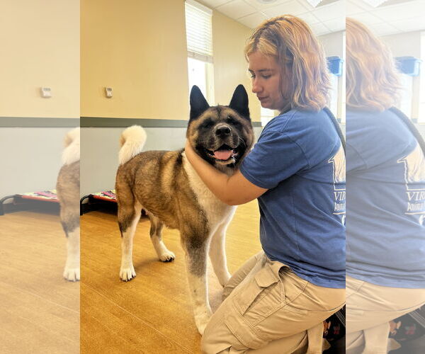 Medium Photo #4 Akita Puppy For Sale in Virginia Beach, VA, USA
