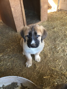 Medium Photo #1 Anatolian Shepherd Puppy For Sale in SCOTTSDALE, AZ, USA