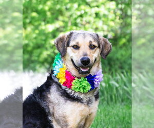 Great Pyrenees-Unknown Mix Dogs for adoption in Unionville, PA, USA