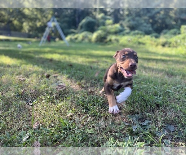 Medium Photo #7 Catahoula Leopard Dog Puppy For Sale in TRYON, NC, USA