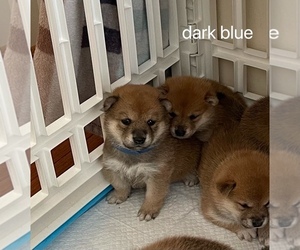 Shiba Inu Puppy for sale in PAINESVILLE, OH, USA