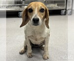 Small #2 Beagle Mix