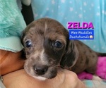 Small Photo #15 Dachshund Puppy For Sale in WALLACE, CA, USA