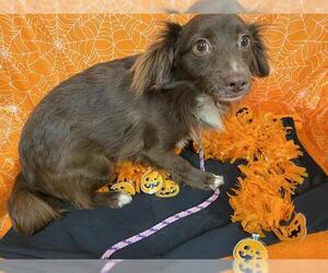 Chihuahua-Unknown Mix Dogs for adoption in Modesto, CA, USA