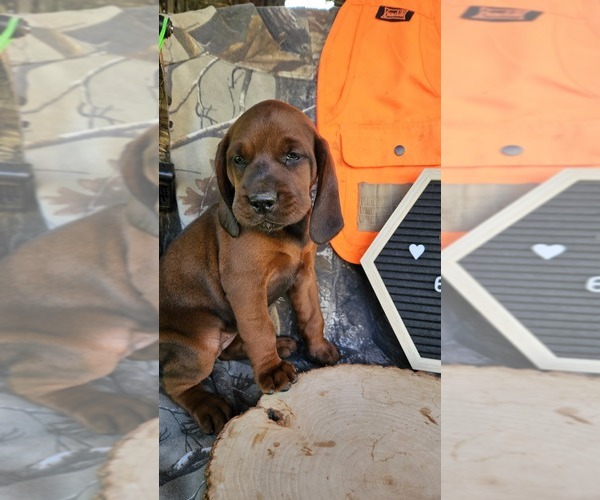 Medium Photo #4 Redbone Coonhound Puppy For Sale in DENVER, PA, USA