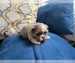 Small #8 Shih Tzu