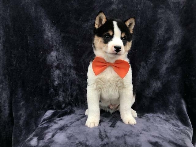 Medium Photo #9 Shiba Inu Puppy For Sale in ELDORA, PA, USA