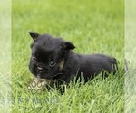 Small #2 French Bulldog