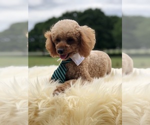 Father of the Poodle (Toy) puppies born on 04/26/2025