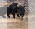 Small Photo #1 German Shepherd Dog Puppy For Sale in ASHLAND, MO, USA