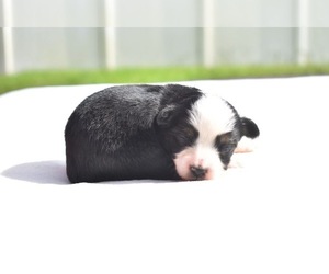Miniature Australian Shepherd Puppy for sale in PALM COAST, FL, USA