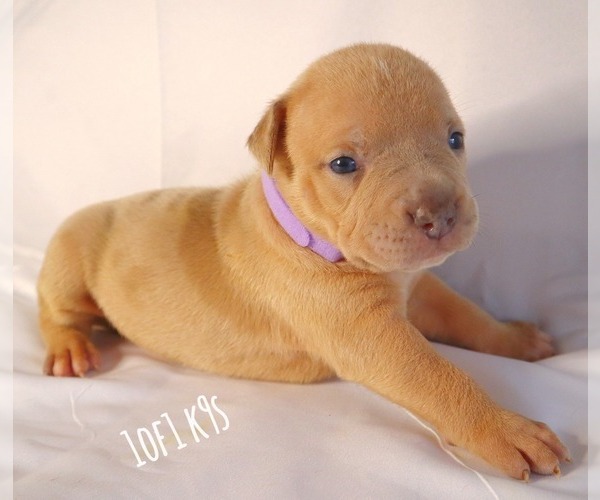 Medium Photo #30 American Bully Puppy For Sale in PALMDALE, CA, USA