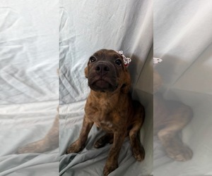 Mutt Dogs for adoption in NYC, NY, USA