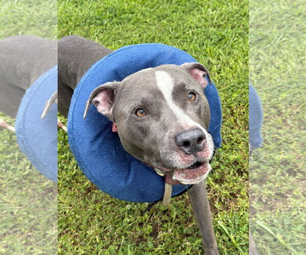 Medium Photo #2 American Pit Bull Terrier-Unknown Mix Puppy For Sale in Virginia Beach, VA, USA