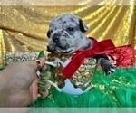 Small Photo #6 French Bulldog Puppy For Sale in HAYWARD, CA, USA