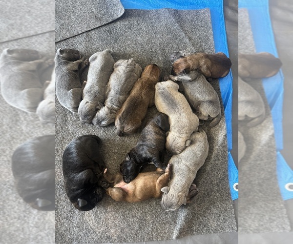 Medium Photo #3 Cane Corso Puppy For Sale in PENDLETON, SC, USA