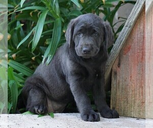 Labrador Retriever Puppy for sale in FREDERICKSBG, OH, USA