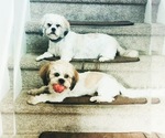 Small Photo #2 Shih Tzu Puppy For Sale in ELLINGTON, CT, USA