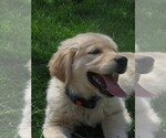 Small #9 Golden Retriever
