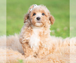Small Photo #51 Poodle (Toy) Puppy For Sale in WARSAW, IN, USA