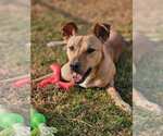 Small #2 Labrador Retriever Mix