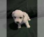 Puppy Avaline Coton de Tulear