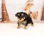 Small Photo #5 Poodle (Toy)-Yorkshire Terrier Mix Puppy For Sale in WARSAW, IN, USA