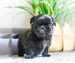 Small Photo #3 Shih Tzu Puppy For Sale in SYRACUSE, IN, USA
