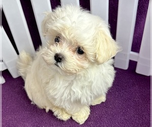 Maltipoo-Poodle (Toy) Mix Puppy for sale in SILEX, MO, USA