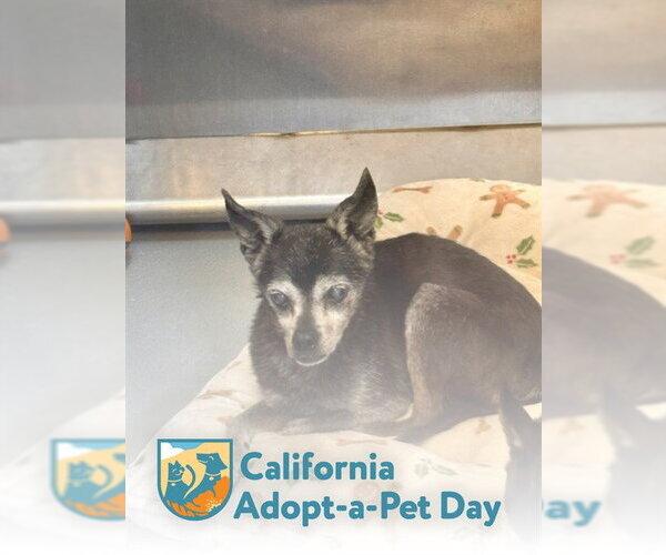 Medium Photo #1 Chihuahua-Unknown Mix Puppy For Sale in South Lake Tahoe, CA, USA