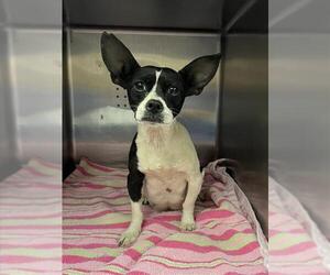 Chihuahua Dogs for adoption in Rancho Cucamonga, CA, USA