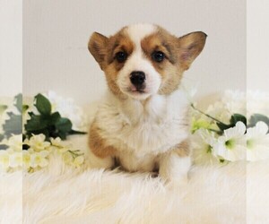 Pembroke Welsh Corgi Puppy for sale in COATESVILLE, PA, USA