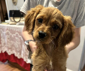 Medium Cavalier King Charles Spaniel-Poodle (Toy) Mix