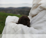 Small #2 Labrador Retriever
