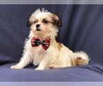 Small Photo #10 Poodle (Miniature)-Shorkie Tzu Mix Puppy For Sale in LAKELAND, FL, USA