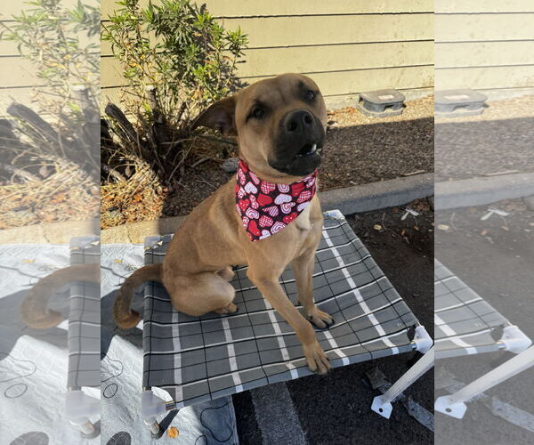 Medium Photo #2 American Pit Bull Terrier-Unknown Mix Puppy For Sale in Chandler, AZ, USA