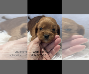 Cavapoo (Toy) Puppy for sale in NILES, MI, USA