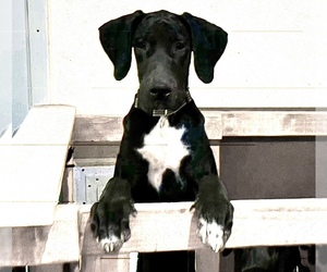 Great Dane Puppy for sale in COLS, GA, USA