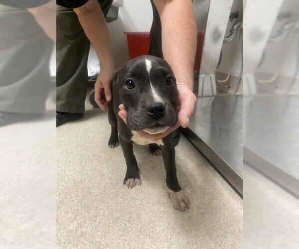 Medium Photo #1 Boxer-Unknown Mix Puppy For Sale in Bakersfield, CA, USA