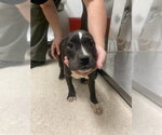 Small Boxer Mix