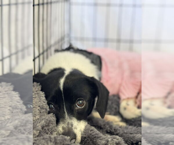 Medium Photo #12 Rat Terrier Puppy For Sale in Oakhurst, NJ, USA