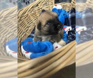 Saint Pyrenees Dogs for adoption in Rosenberg, TX, USA