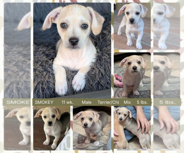Medium Photo #1 Chihuahua-Unknown Mix Puppy For Sale in Mesa, AZ, USA