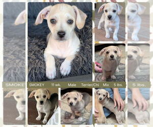 Chihuahua-Unknown Mix Dogs for adoption in Mesa, AZ, USA