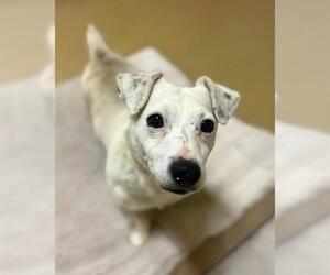 Dachshund-Unknown Mix Dogs for adoption in Chula Vista, CA, USA