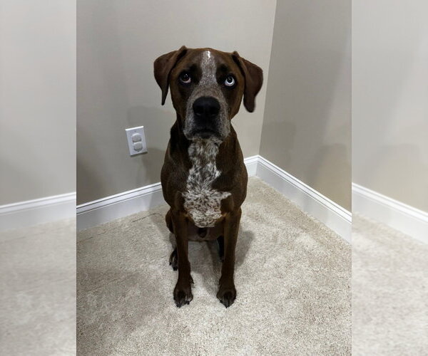 Medium Photo #1 Australian Shepherd-Redbone Coonhound Mix Puppy For Sale in Aurora, IN, USA