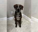 Ra Paws : Rafe (Otter) - Male Australian Shepherd-Redbone Coonhound Mix Dog for Adoption - Small photo