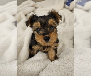 Yorkshire Terrier Puppy for sale in SALEM, OR, USA